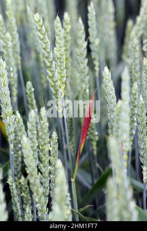 Barley yellow dwarf (BYD) is a plant disease caused by the barley yellow dwarf virus (BYDV), and is the most widely distributed viral disease of cerea Stock Photo