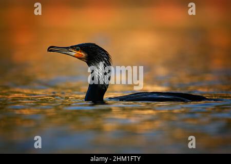The great cormorant (Phalacrocorax carbo), known as the black shag in New Zealand, great black cormorant or black cormorant. Swimming and hunting, bea Stock Photo