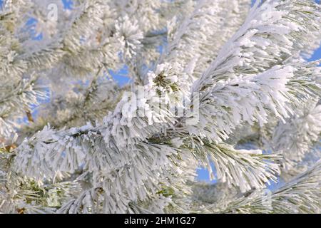 Morning white hoarfrost and snow on pine branches with green needles in the forest. Frozen plants after snowfall close-up. Stock Photo