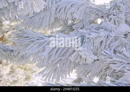 Morning white hoarfrost and snow on pine branches with green needles in the forest. Frozen plants after snowfall close-up. Stock Photo