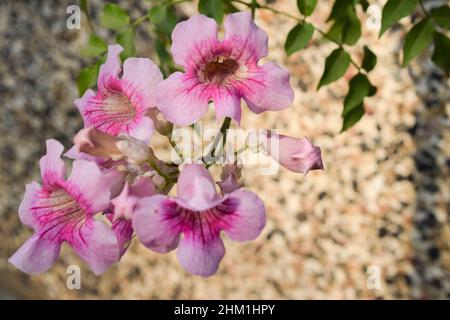Light pink shaded Tecoma flower bunch, Podranea Ricasoliana pink flowers, Pandora trumpet vine Stock Photo