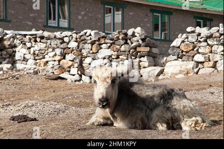 White and grey yak which is lying outside of lodge in nepalese himalayas, Everest area, Nepal Stock Photo