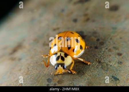 Harlequin ladybeetle on a rusty handrail Stock Photo