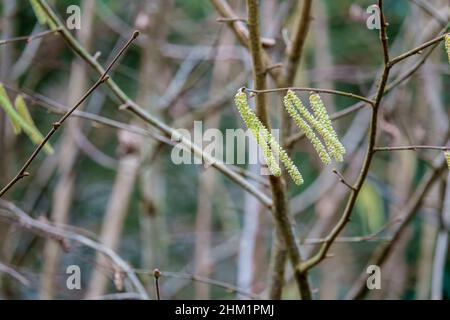 close up detailed shot of golden Hazel (Corylus avellana) catkins also known as lambs tails Stock Photo
