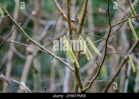 close up detailed shot of golden Hazel (Corylus avellana) catkins also known as lambs tails Stock Photo