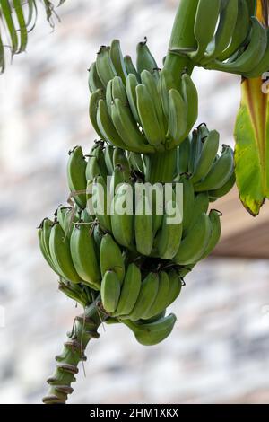 Banana trees are bearing fruit. Close-up bunch of still unripe green mini bananas growing on a tree against the backdrop of palm branches Stock Photo