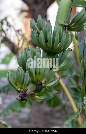 Banana trees are bearing fruit. Close-up bunch of still unripe green mini bananas growing on a tree against the backdrop of palm branches Stock Photo