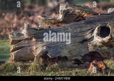 large old tree has been cut down and left to decay Stock Photo