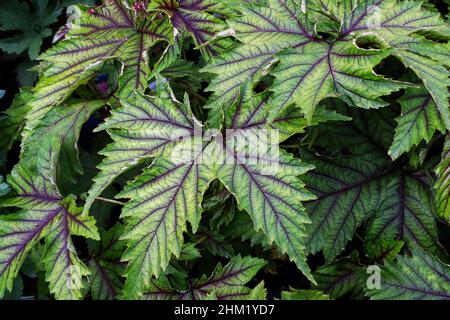 Closeup of the green and purple leaves on a dropwort plant Stock Photo