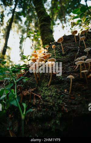 A bunch of mushrooms in the forest with bright lights during an autumnal day Stock Photo