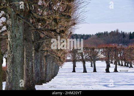 Park with linden trees in a row and an outdoor bench and snow on the ground in early spring. Stock Photo