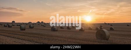 Agricultural field. Round bundles of dry grass in the field against the sunset sky Stock Photo