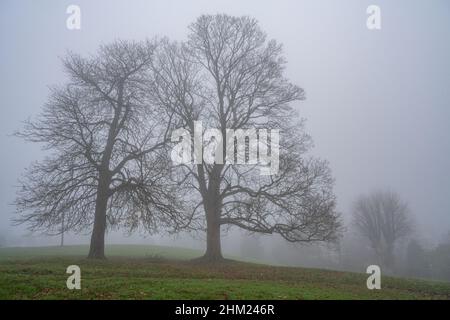 Trees on a foggy winter morning on Windmill Hill Gravesend Kent Stock Photo