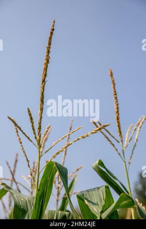 Stock photo of mature corn maize plant in field against blue skey showing corn tassels and leaves. Stock Photo