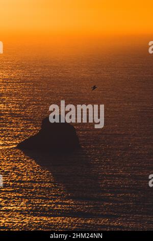 A seagull flying over the ocean during a sunset with orange tones Stock Photo