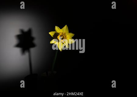 Yellow narcissus daffodil on a black background Stock Photo