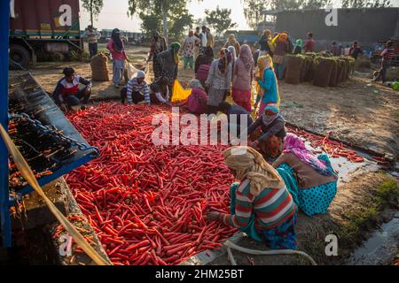 Baghpat, India. 06th Feb, 2022. Women separate harvested carrots for packing at Baghpat district after which farmers sell the vegetables in the nearest market of Delhi NCR. Credit: SOPA Images Limited/Alamy Live News Stock Photo