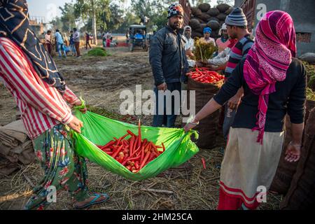 Baghpat, India. 06th Feb, 2022. Workers pack harvested carrot at Baghpat district, after which farmers sell the vegetables in the nearest market of Delhi NCR. Credit: SOPA Images Limited/Alamy Live News Stock Photo