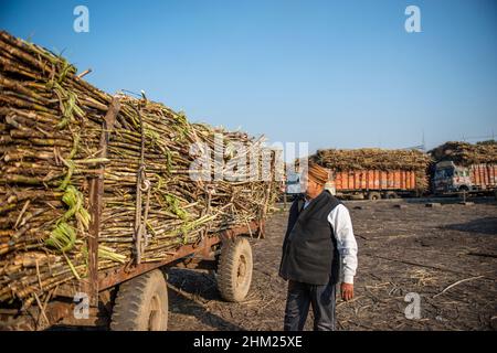 Baghpat, India. 06th Feb, 2022. A sugarcane farmer stands next to his harvested sugarcane tractor trolley outside at Baghpat cooperative sugar mills ltd, Baghpat. Credit: SOPA Images Limited/Alamy Live News Stock Photo