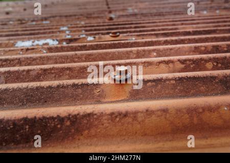 A rusty corrugated iron roof with an umbrella roof nail made from lead, in focus. Stock Photo