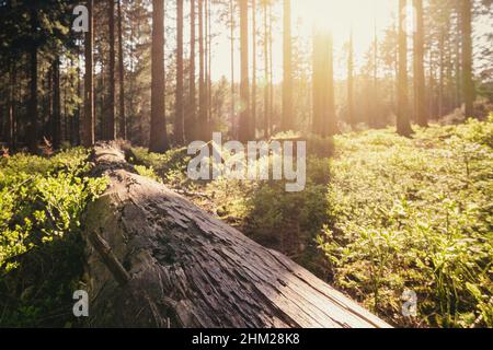 Forest in spring with beautiful bright sun rays Stock Photo - Alamy