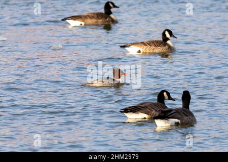 Thew Canada geese (Branta canadensis) and female common merganser (Mergus merganser) on a river Stock Photo