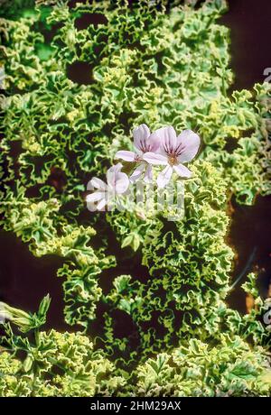 Pelargonium crispum Variegatum with lemon scented green and cream edged variegated leaves and pink to pale mauve flowers a frost tender house plant Stock Photo