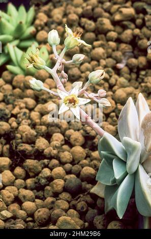 Graptopetalum paraguayense a clump forming succulent perennial with star shaped red spotted white flowers in late winter early spring and frost tender Stock Photo