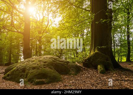 Magical fairytale forest with cyclopean stones. Coniferous forest covered of green moss on big stones. Mystic atmosphere. Stock Photo