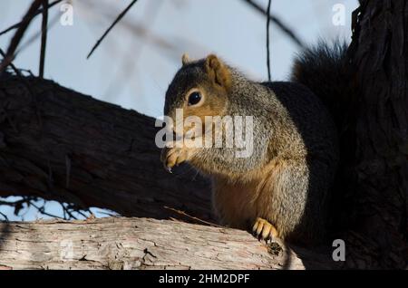 Eastern Gray Squirrel, Sciurus carolinensis, feeding Stock Photo