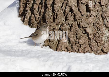 Dark-eyed Junco, Junco hyemalis, foraging in winter Stock Photo