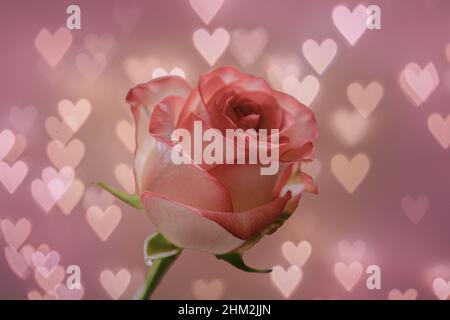 An isolated white and pink rose against a heart-shaped bokeh background Stock Photo