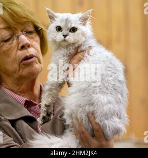 Selkirk Rex cat is examined by the judge at a cat show Stock Photo
