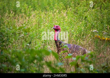 A male Wild Turkey in the tall vegetation of a wild summer meadow in Pennsylvania's Pocono Mountains. Stock Photo