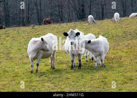 British White Cattle are a rare breed used mainly for beef but also some dairy. It has a confirmed history dating back to the 17th century. Stock Photo
