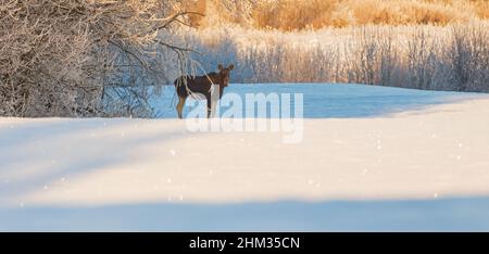 Young moose calf in a snowy winter wonderland in Lithuania Stock Photo