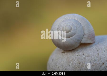 empty snail shell on a stone with a silky background. Macro shot of an empty snail shell. Stock Photo