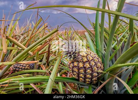 Tropical pineapple fruits on plantation of El Hierro island Stock Photo