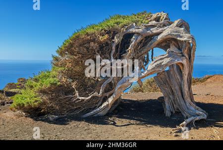 Canary Islands juniper (Juniperus phoenicea) at Nature Reserve El Sabinar - El Hierro, Canary Islands Stock Photo