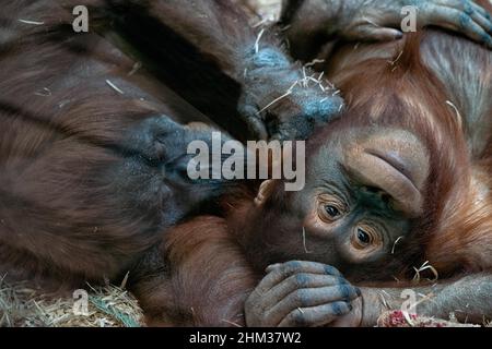 pair of chimpanzees resting on their backs on the hay. soft touching relationship between monkeys, close up view Stock Photo