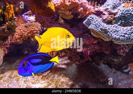Woodhead's Angelfish and Blue Tang surgeonfish of coral reef of Indo-Pacific ocean. Centropyge woodheadi and Paracanthurus hepatus species living in Stock Photo
