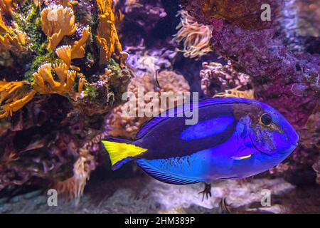 Blue Tang surgeonfish swimming in coral reef of Indo-Pacific ocean. Paracanthurus hepatus species living in caribbean Sea, Pacific Ocean and Stock Photo