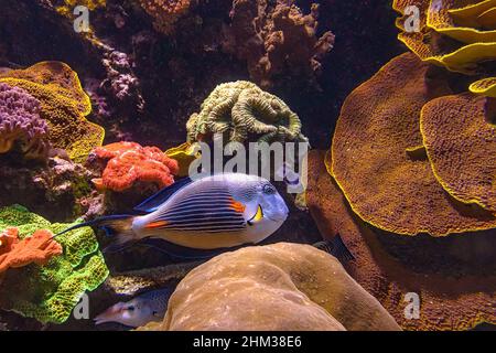 Sohal surgeonfish of family Acanthuridae from Red Sea in Egypt. Acanthurus sohal species living in Red Sea and Persian Gulf Stock Photo