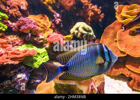 Red Sea sailfin tang of family Acanthuridae from Red Sea in Egypt. Zebrasoma desjardinii species living in Red Sea and Indian Ocean and South Africa Stock Photo