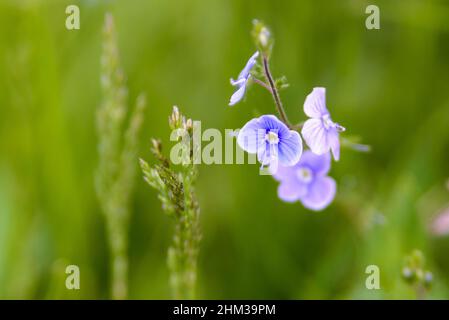 Closeup on the brlliant blue flowers of germander speedwell or Veronica chamaedrys. Stock Photo