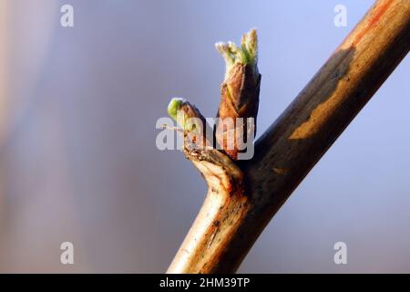 Budding bud with young leaves on a branch of a spring tree Stock Photo