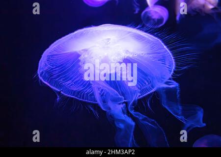 Moon Jellyfish floating in fluorescent aquarium. Moon Jellyfish is an Aurelia aurita species living in tropical waters of the Indian, Pacific and
