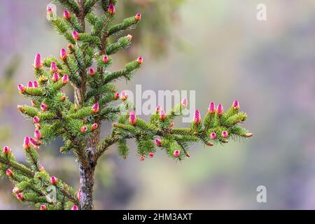 Red spruce cones on a branch in spring Stock Photo