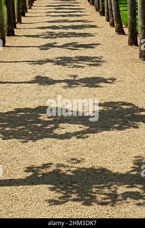 Gravel path English garden long row of  tree trunks & shadows of branches creating a repetitive abstract repeat photo image into receding distance UK Stock Photo