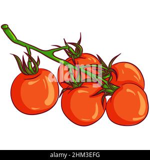 Branch of red tomatoes Stock Vector